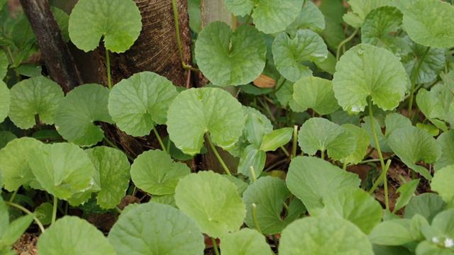 7 Emerging Benefits of Bacopa monnieri (Brahmi) смотреть онлайн