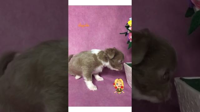 Лиловый мальчик чихуахуа / Питомник цветных чихуахуа Москва смотреть онлайн