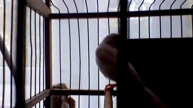 Канарейки мальчика зовут чемпион смотреть онлайн