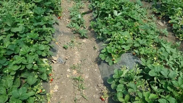 Клубника МУРАНО, летнее плодоношение. Сорт, рассаду которого раскупают в первую очередь. смотреть онлайн