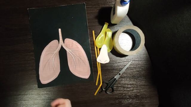 Виготовлення моделі легенів. Я досліджую світ. 3 клас смотреть онлайн