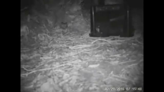 Киви смотреть онлайн