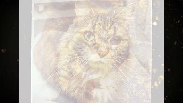 Женщина приютила котёнка, не подозревая, что вскоре мутация изменит лик кошки! Красота! смотреть онлайн