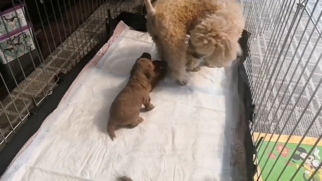 В каком возрасте лучше забирать щенка домой?! И почему?! смотреть онлайн