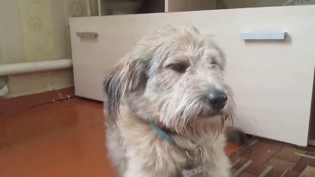 Обсуждаем знаменитых дог блогеров из за которых повысился наш канал!#хасмут #хаскибандит