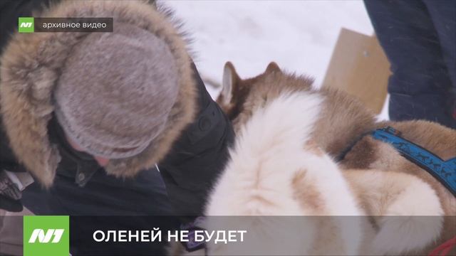 ОЛЕНЕЙ НЕ БУДЕТ смотреть онлайн