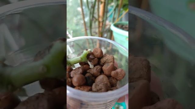 Церопегия стапелиеформис, учимся черенковать и укоренять. смотреть онлайн