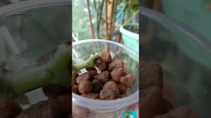 Церопегия стапелиеформис, учимся черенковать и укоренять.