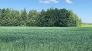 228Переезд в Россию. Огород 6 соток в Сибири. Растёт все! Мы Уехали в Село, Курганская обл,Чимеево