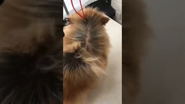 Груминг шпица смотреть онлайн