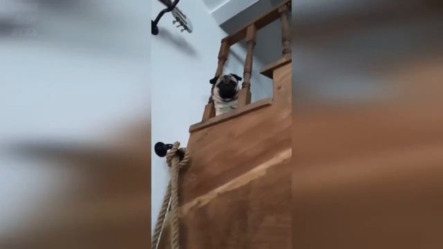 Тик ток приколы жена это баба у плеты2022-06-14 смотреть онлайн