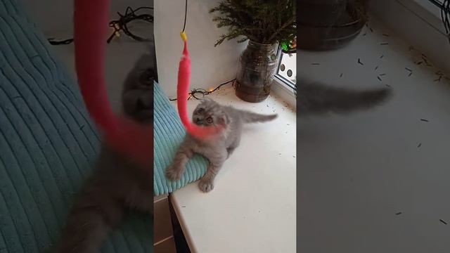 Шотландский котенок хайленд фолд (девочка) смотреть онлайн