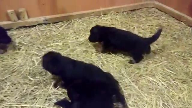 Ц"-щенки 20 дней смотреть онлайн