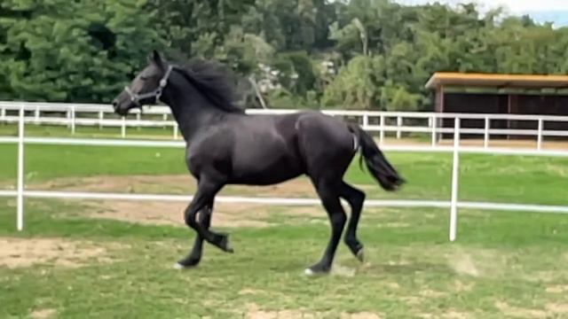 Cuccioli Cavalli maschi in vendita video 3 смотреть онлайн