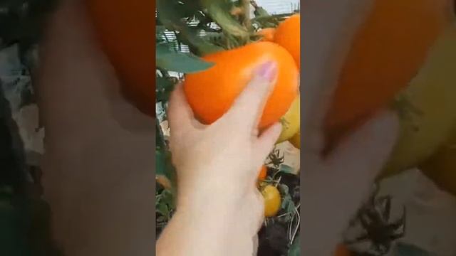Знаменитый томат ХУРМА смотреть онлайн