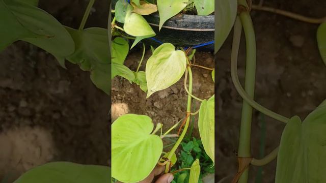 philodendron lemon lime plant♥️ смотреть онлайн