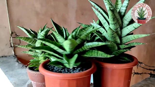 Sansevieria Hybrid Gabriella (Futura x Ballyi) смотреть онлайн