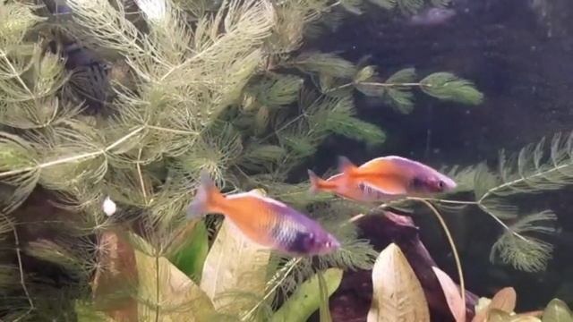 Радужницы Боэсмана