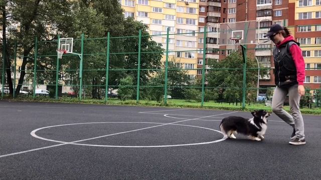 Как научить собаку трюку "Хоп!" смотреть онлайн