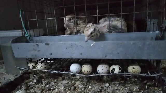 ПЕРЕПЕЛКИ В КВАРТИРЕ ЧАСТЬ 4 22 августа 2022 г. смотреть онлайн