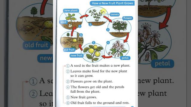 4 УРОК FRUIT NEW FRUIT PLANTS НОВЫЕ ФРУКТОВЫЕ РАСТЕНИЯ смотреть онлайн