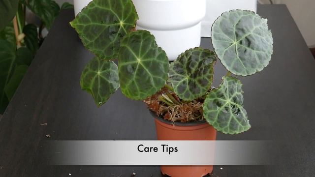 Begonia Goegoensis - How to repot Begonia Goegoensis & Begonia Care Tips смотреть онлайн