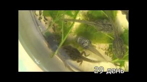 Как дома вырастить из икры головастика, а потом лягушку.