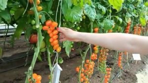 Томат черри Оранжевый фонтан F1