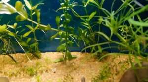 Второй аквариум 25 литров  для разведения  гуппи эндлера #NIK_72