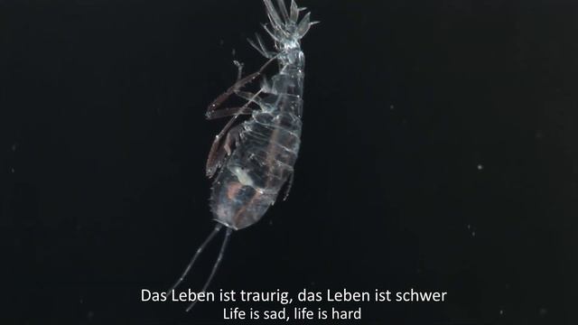 LINDEMANN - Knebel | Acoustic Version (English & German Subtitles)