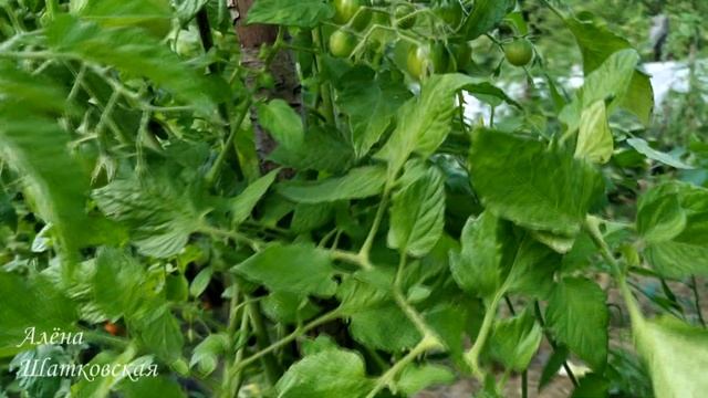 Томат ? черри КРАСКИ F1 от фирмы Партнер. смотреть онлайн