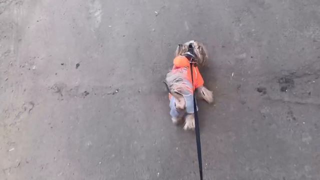 VLOG:НАШ ДЕНЬ,ОБРАБОТКА ЙОРКОВ ОТ КЛЕЩЕЙ,FORESTO♥️ смотреть онлайн