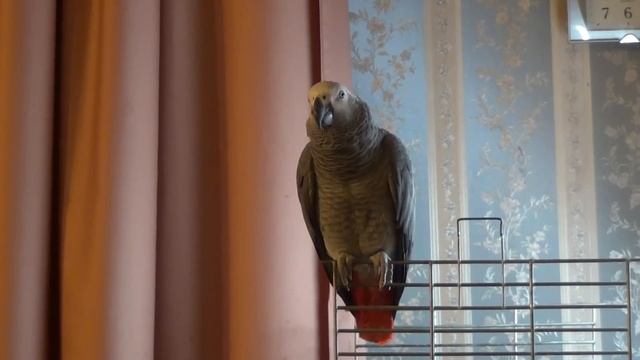 Натуральное пение жако Марго(2)