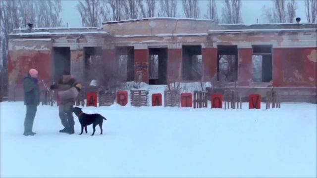 Кане корсо Энджи Из СА. Дрессировка на охрану. смотреть онлайн