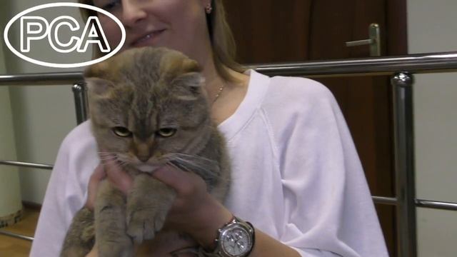 Клип №0777 - выставка кошек PCA online смотреть онлайн