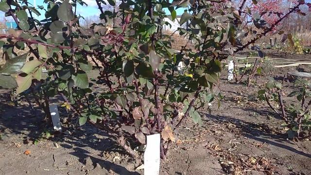 Осенняя обрезка чайно гибридных роз. смотреть онлайн