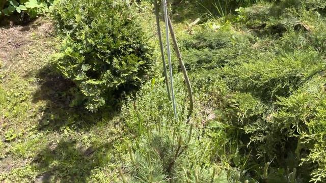 Моя любимая дача 4 июня 2022❤️Новые ёлочки.Фробург и Голден Дрифт.Привела в порядок грядки.Обработк смотреть онлайн