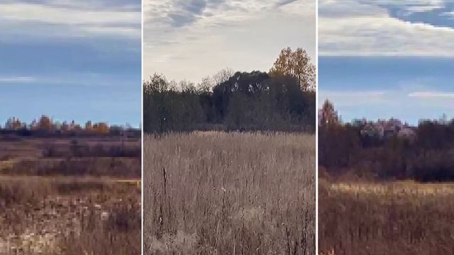 ОХОТА НА ЛОСЯ. ЗАГОН. ЯРОСЛАВСКАЯ ОБЛАСТЬ. ОХОТХОЗЯЙСТВО ОЛЕНИЙ ХУТОР. смотреть онлайн