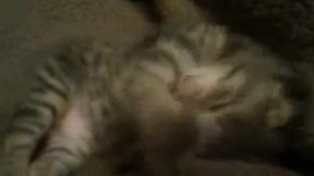 котенок Пончик умывается ему 12дней смотреть онлайн