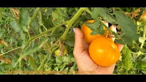 Обзор томата "Апельсин"
