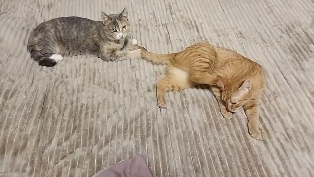 Кошки отдыхают на кровати смотреть онлайн