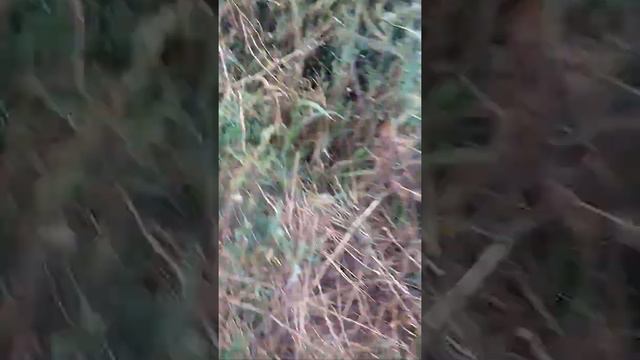 Спарюваня смотреть онлайн
