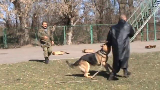 Тренировка Рея на полосе препятствия. Задержание и охрана хозяина смотреть онлайн