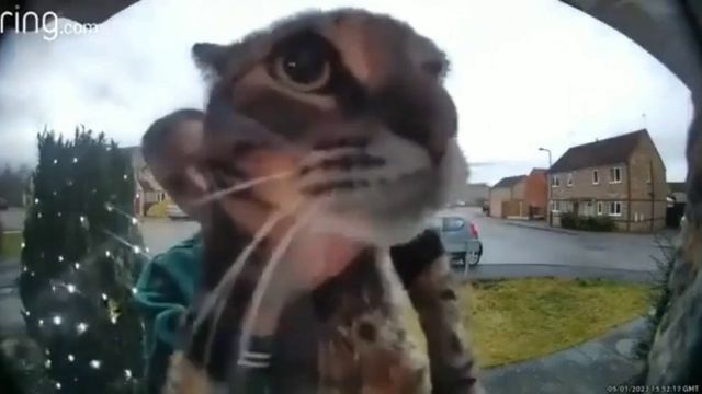 Кот мяукает ну это Обэмэ смотреть онлайн