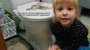 Как научить котенка ходить в лоток | How to train your kitten to use the litter box