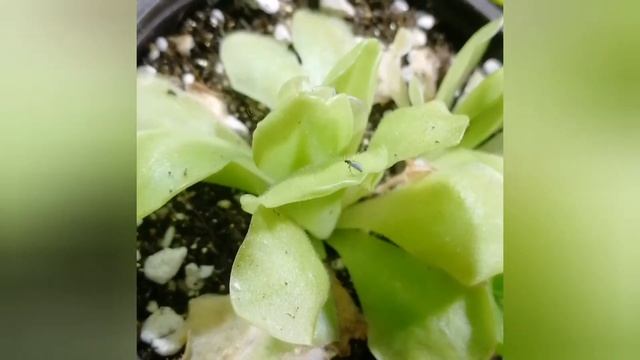 Жирянка охотится)) мошка прилипла на жирянку смотреть онлайн