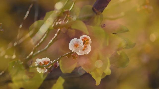 春はもう間近です。