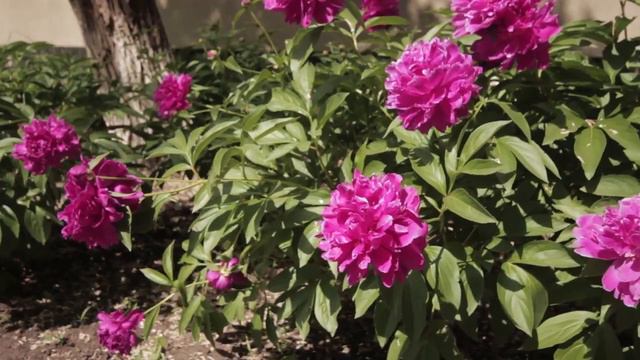 Последний звонок в школе смотреть онлайн