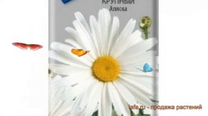 Нивяник крупная Аляска (alyaska) ? крупная нивяник Аляска обзор: как сажать, семена нивяника Аляска
