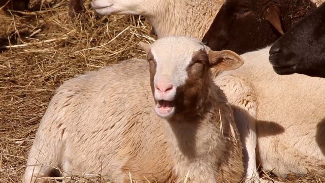 HandHillsBorderCollies смотреть онлайн